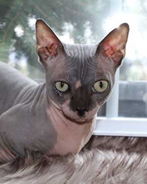 Sphynx from mars cats